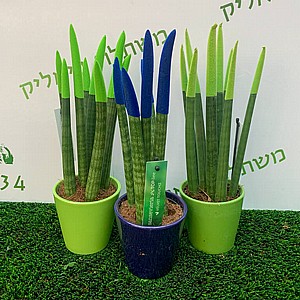 ������� ��������� ������ ����� ����� ���� 