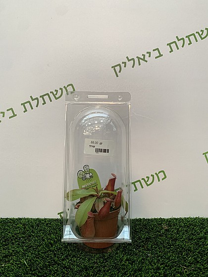 ��� ����