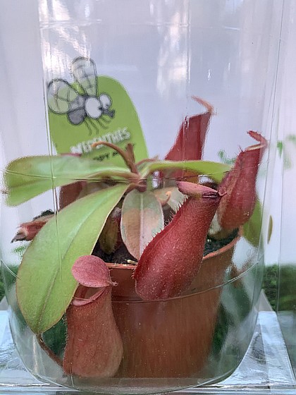 ��� ����