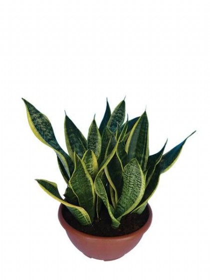 ��������� - ���� ����