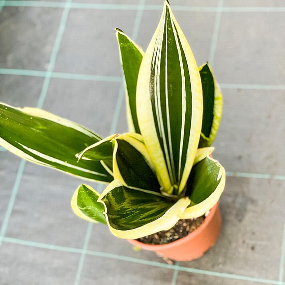 ���� ���������