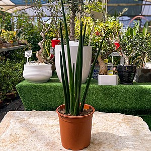 סנסיווריה גלילית ירוקה סנסיווריה גלילית ירוקה