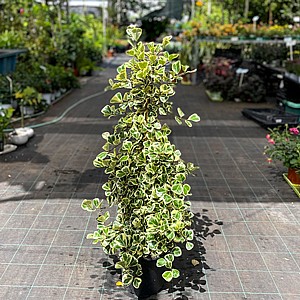 ����� ����� ���� - Ficus Sweetheart