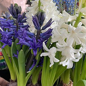 ���� ������� ����