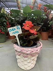 ���� - �����