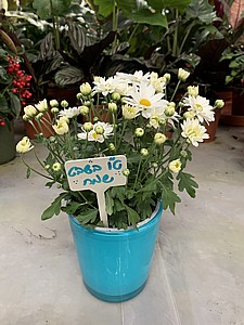 ���� - ����