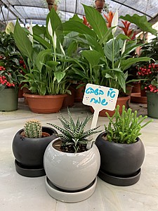 ���� - ���