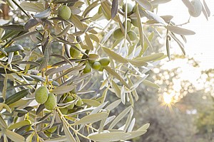 ��� ����