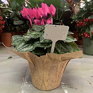 ���� ����� ���� ���� ����� - ��� ����