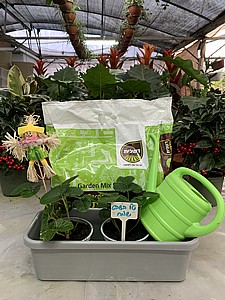 ���� - ����