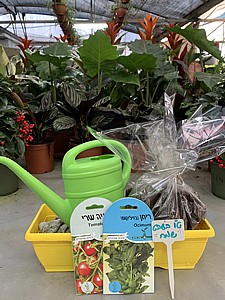 ���� - ����