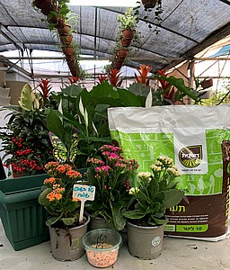 ���� - ���