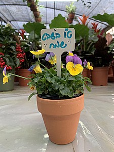 ���� - ����