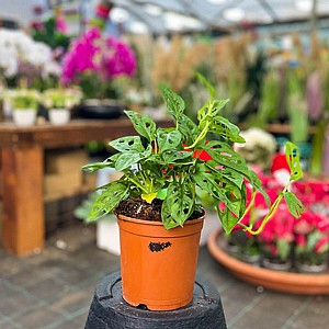 ������� �����