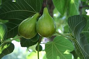 ���� �����