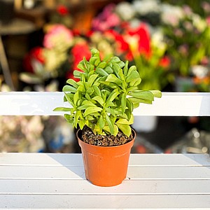 פפרומיה הפי בין פפרומיה הפי בין