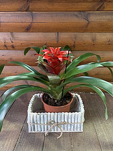 גוזמניה בגן גוזמניה בגן