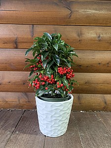 פירות האהבה פירות האהבה