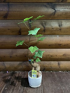 �� ����� 