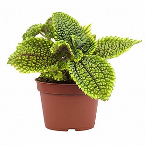 ����� ��� �����