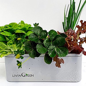 ���� ����������� GreenBox