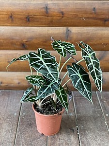 ���� ������� ����