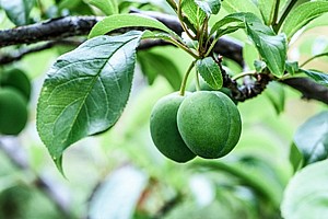 ���� ����