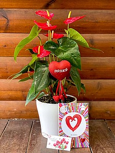 �������� - ���� ���� ����� + ����� ����