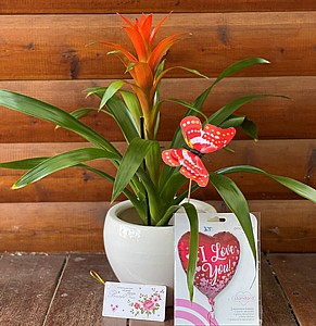 ������� - ��� ����� �����   