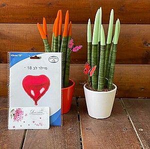 ��������� - ���� ����