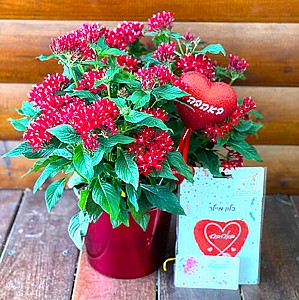 מתנה פורחת מתנה פורחת