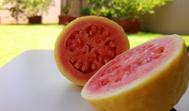 עץ פרי חורפי מסוג גויאבה ארגמנית