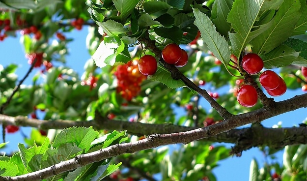 עץ פרי מומלץ לגינה מסוג דובדבן