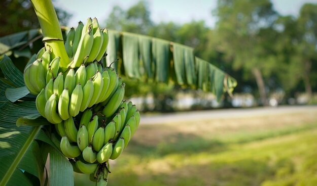 עץ בננה טרופי לגינה