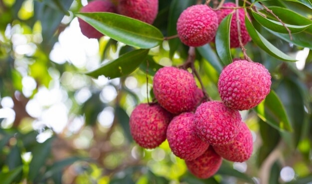 ליצי עץ פרי סוב טרופי מומלץ