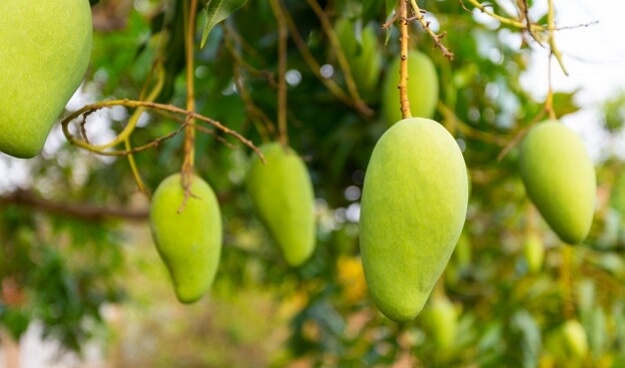 זן מומלץ לגידול של מנגו מאיה סוב טרופי ירוק עד