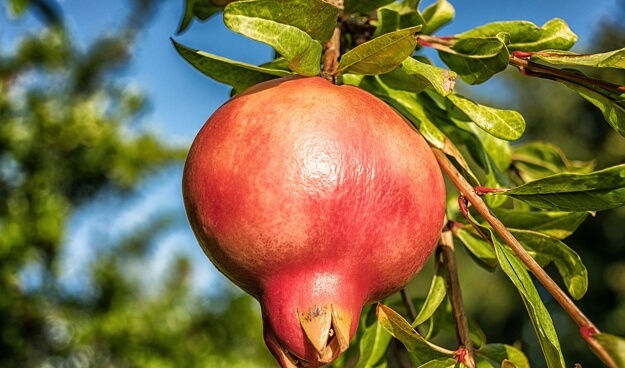 רימון וונדרפול
