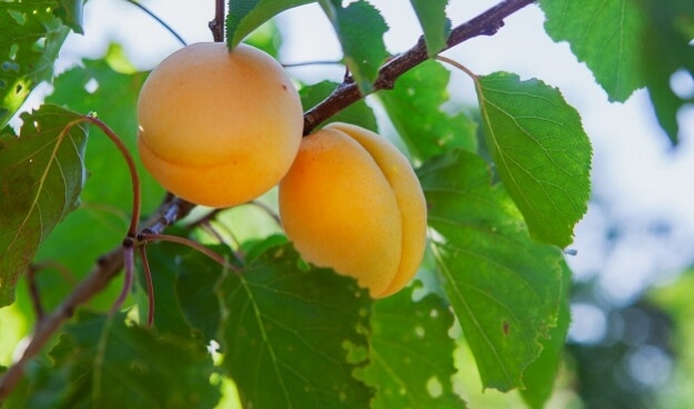 עץ פרי קיצי משמש