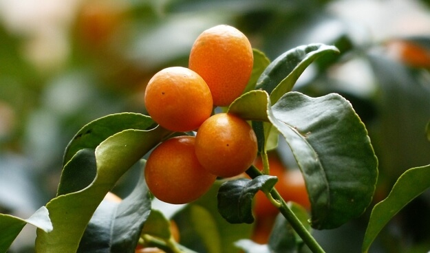 עץ פרי הדר תפוז סיני