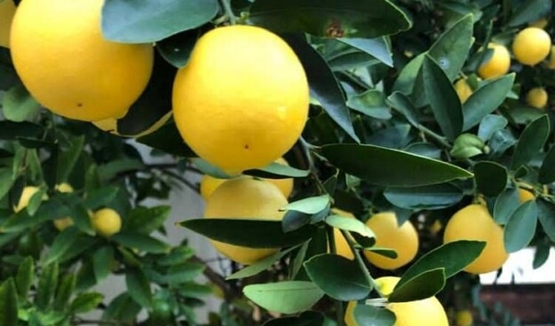 עץ הדר מומלץ לגינה מסוג לימון סיני לימקווט