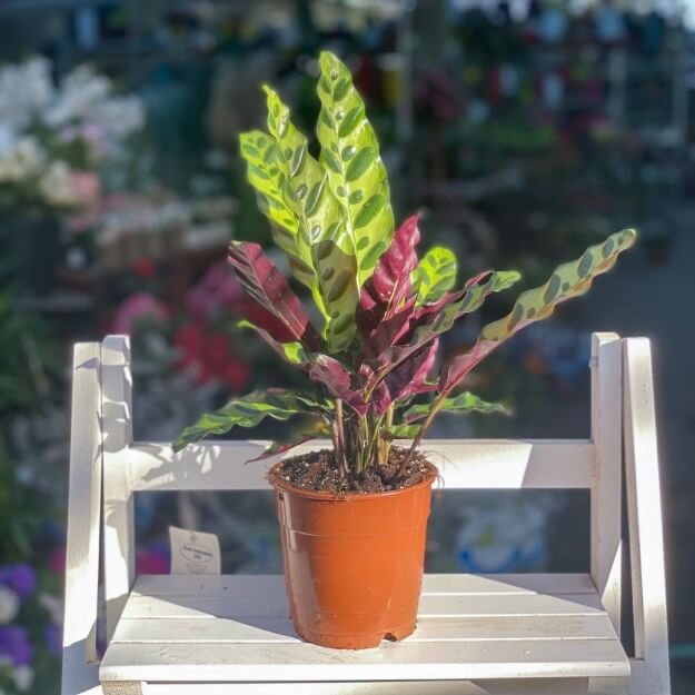 צמח קלתאה אינסיגניס