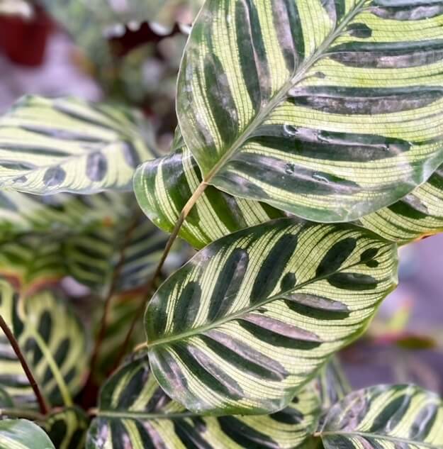 צמח קלתאה מקויאנה