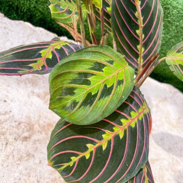 צמח מרנטה פסקינטור