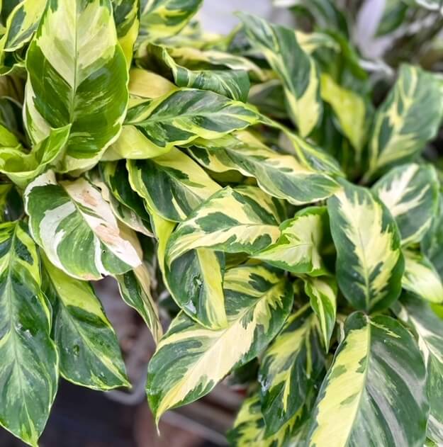 עלי קלתאה ממבט על