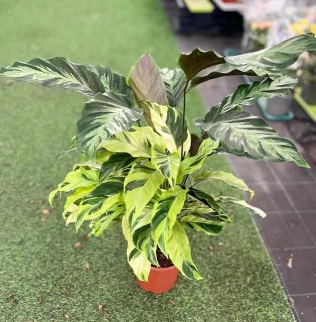 עציץ קלתאה 3