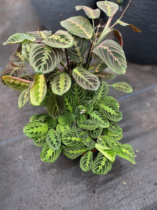 מרנטה פסקינטור 1